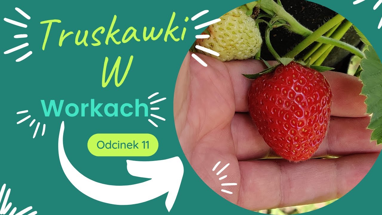 #zielonykciuk  Uprawa truskawki w worku Odcinek 11