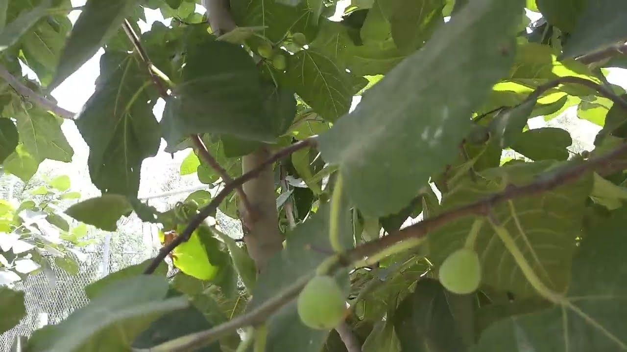 Punjab Fig on Fruiting - Purple Large - Anjeer - Ficus palmata - Organic Farm - Engineer Ka Bagh