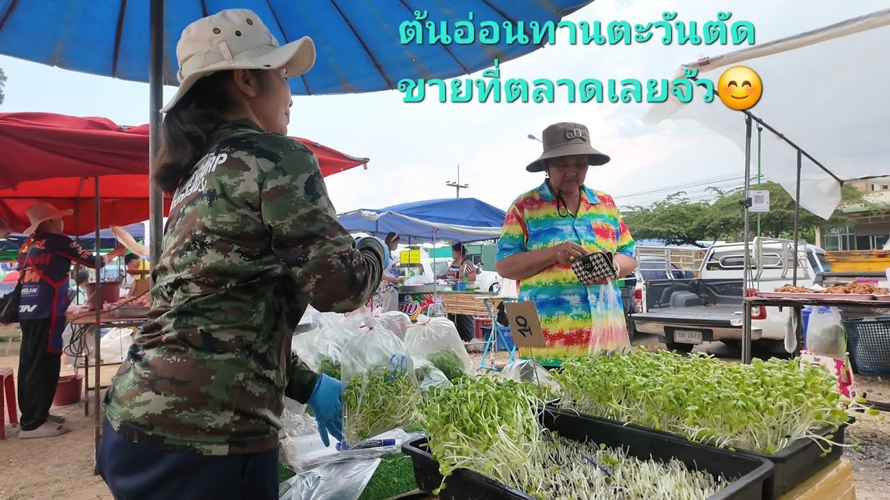ต้นอ่อนทานตะวันขายดีมี5ถาดขายหมดเลยจ้า