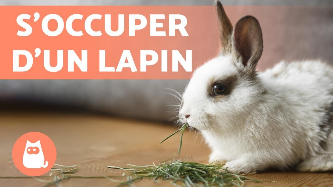Comment S'OCCUPER D'UN LAPIN ? 🐰 Guide complet pour AVOIR un LAPIN !