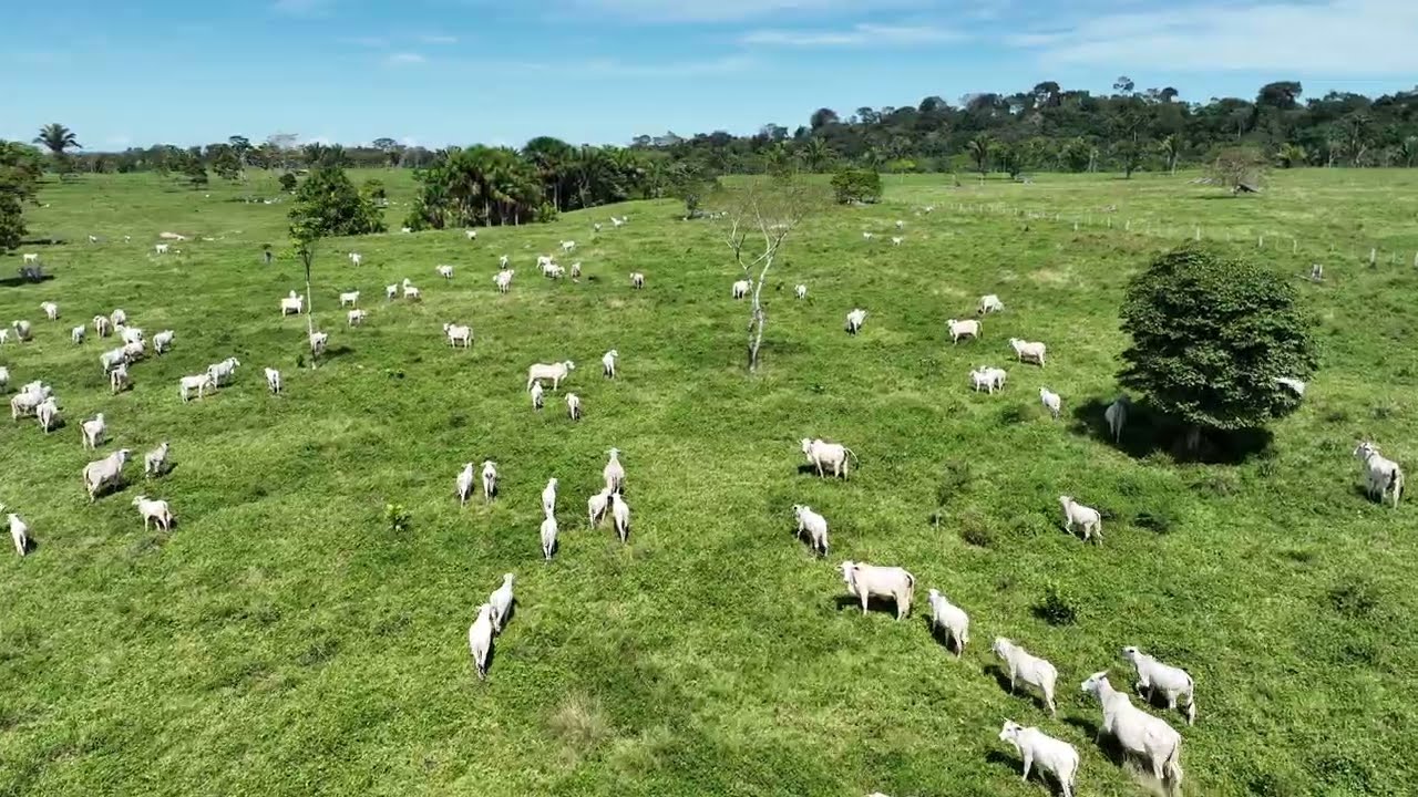 FAZENDA A VENDA EM RONDONIA - 101,0744 HA DE PASTO - TERRA DE MAIS ALTA QUALIDADE - ESCRITURADA