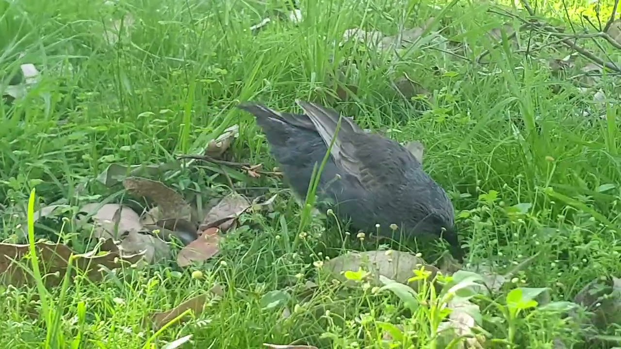 Apostlebirds