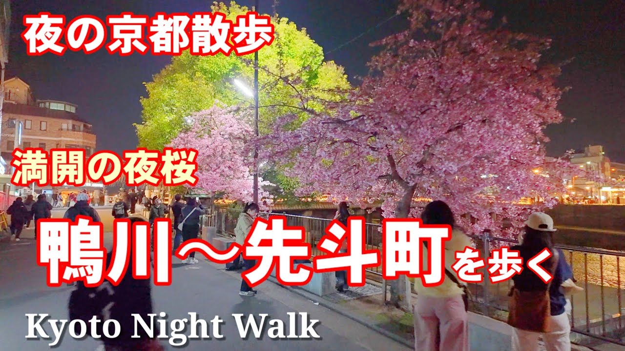 3/21(金)夜の京都散歩 満開の夜桜も咲く鴨川から先斗町を歩く【4K】Kyoto Night Walk