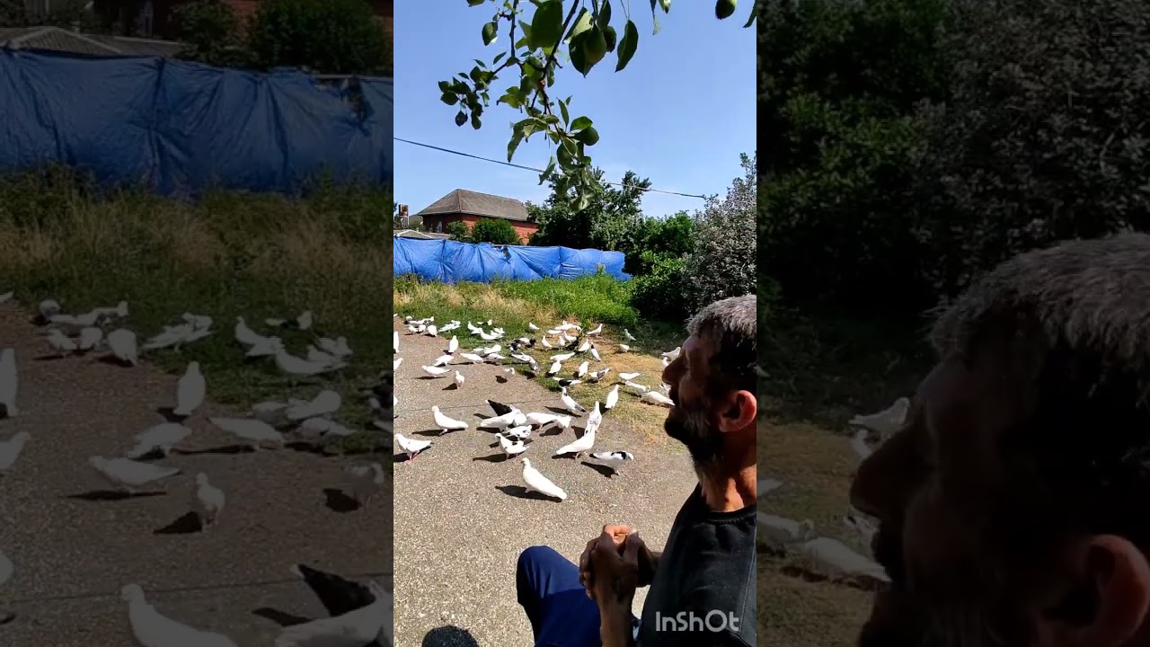 Favarit Lənkəranlı Elbrusun rəqdimatı 12.06.2025.14 cü göyərçirespublika birinciliyi və cenpionatı