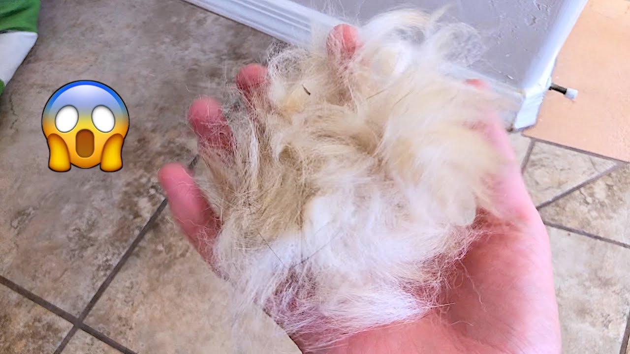 my OTHER DOG is SHEDDING now