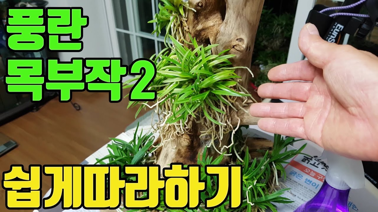 아름다운 풍란5―목부작 소재와 풍란구입 그리고 붙이는방법 소개(2)