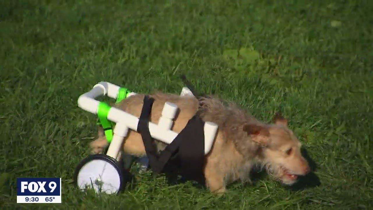 Minnesota teen expands effort to build wheelchairs for disabled animals | FOX 9 KMSP