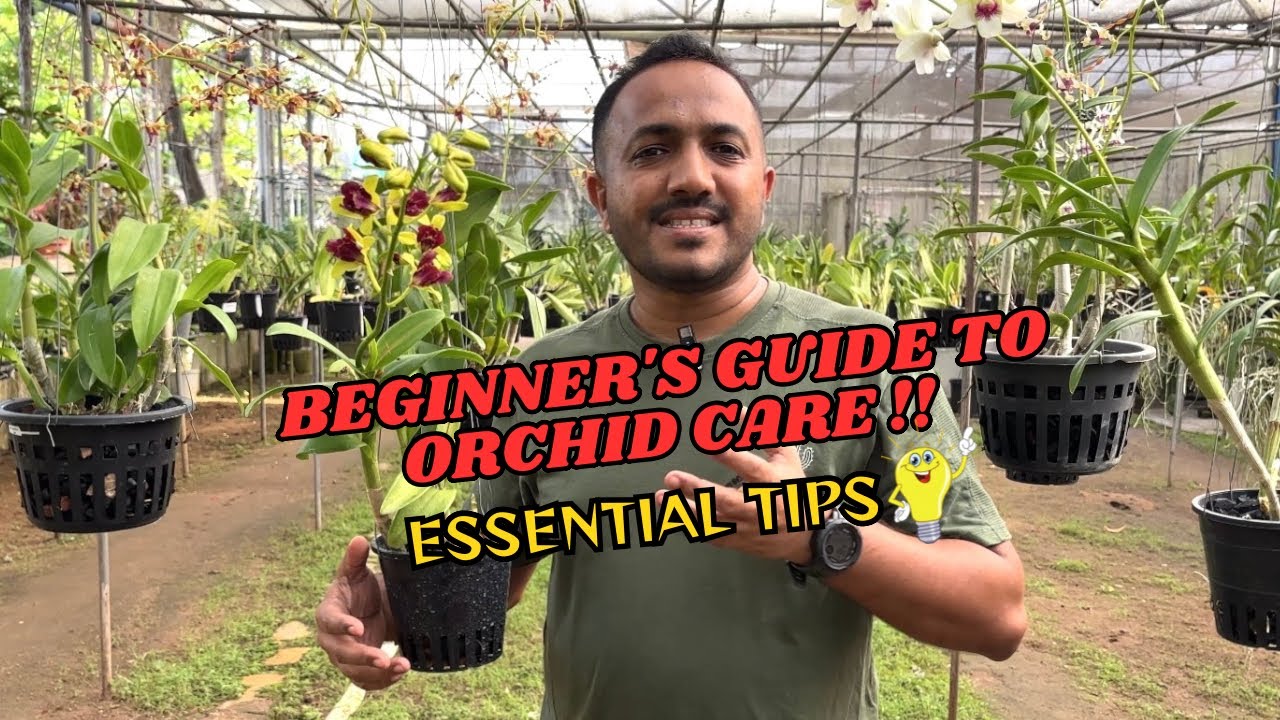 Dendrobium orchid care and tips for beginner💡| how to care for Dendrobium orchids | Pearl Orchids