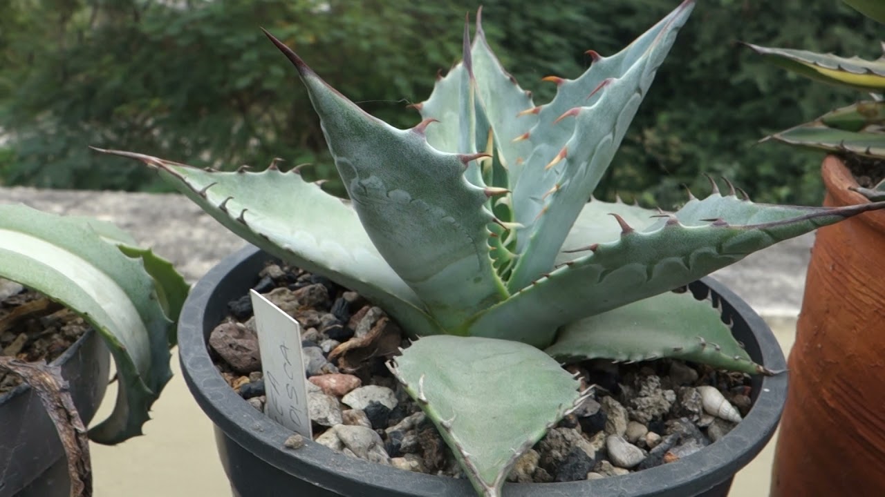 Agaves in the collection