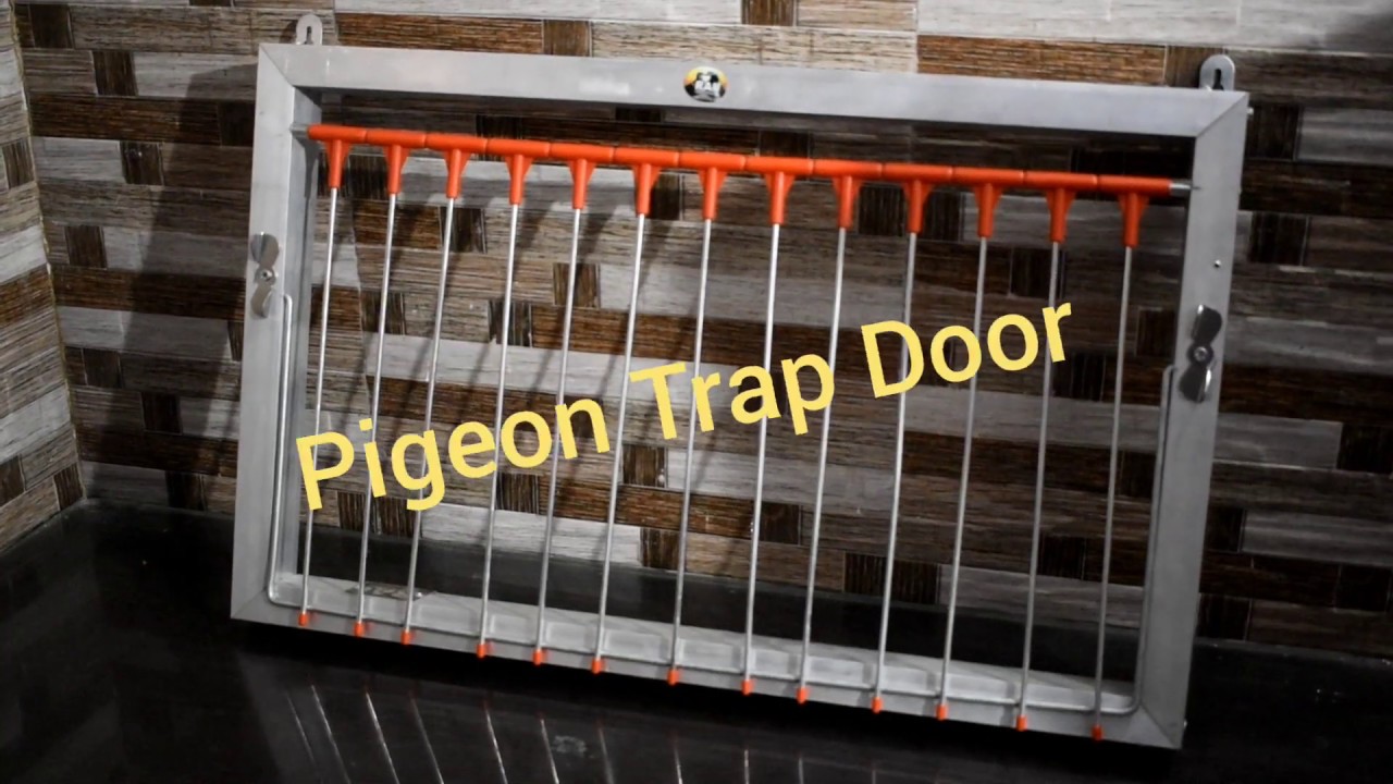 Pigeon Trap Door
