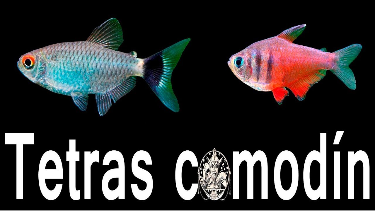Tetras comodín