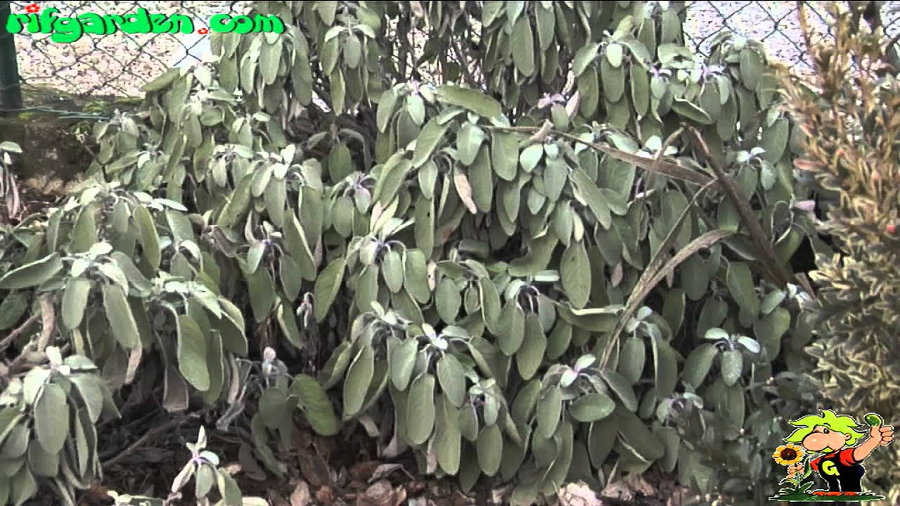 Salvia officinalis