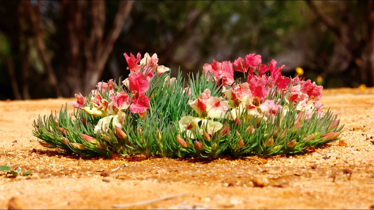 Spring Tour 2025 - Mullewa WA - Wreath Flowers