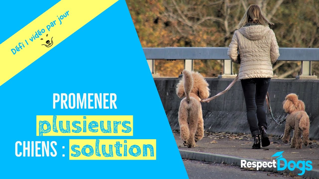 Sortir 2 CHIENS ENSEMBLE:  comment faire ?