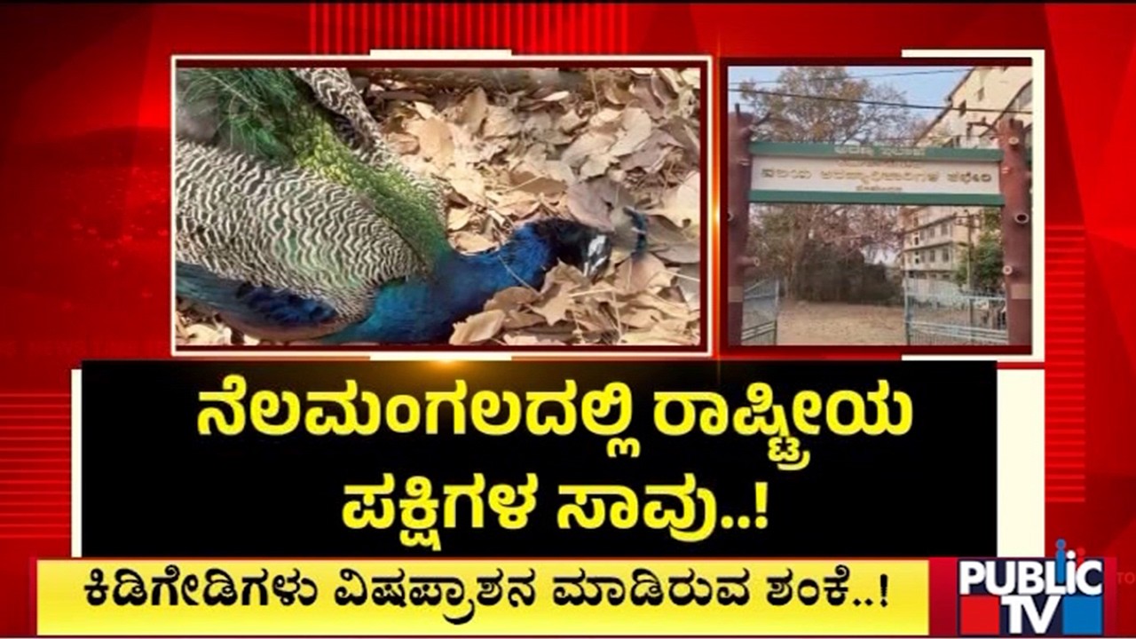 ನೆಲಮಂಗಲದಲ್ಲಿ ರಾಷ್ಟ್ರೀಯ ಪಕ್ಷಿಗಳ ಸಾ**..! | Nelamangala | Public Tv