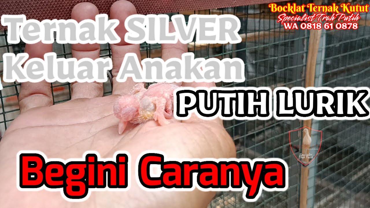 Cara Nyetak Perkutut PUTIH LURIK dari Indukan SILVER