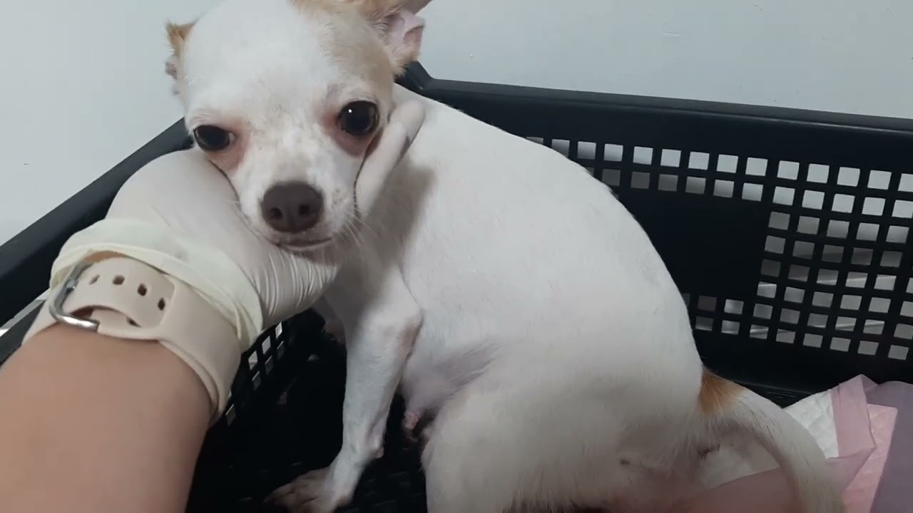Chihuahua DIFFICULT BIRTH || PART 2