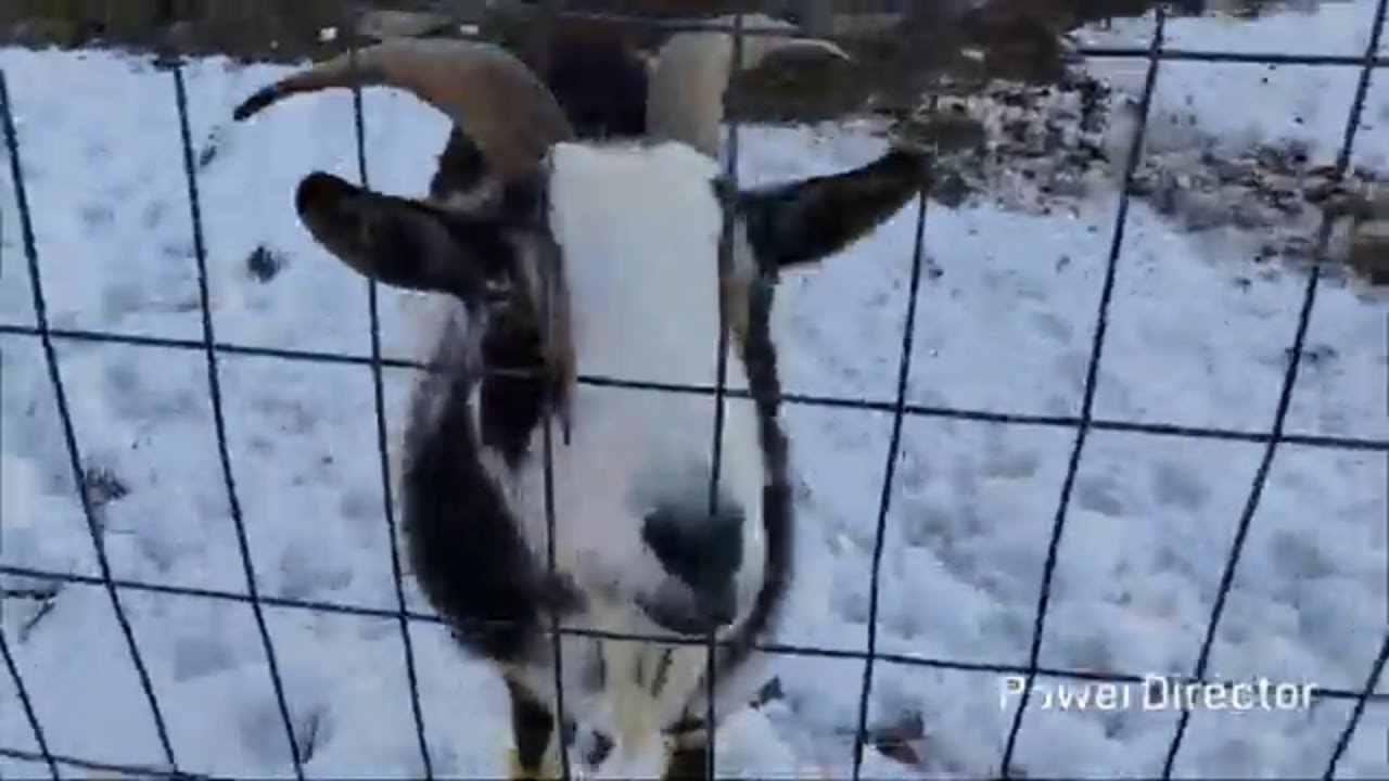 They just can't behave! 🐐 2/4/26