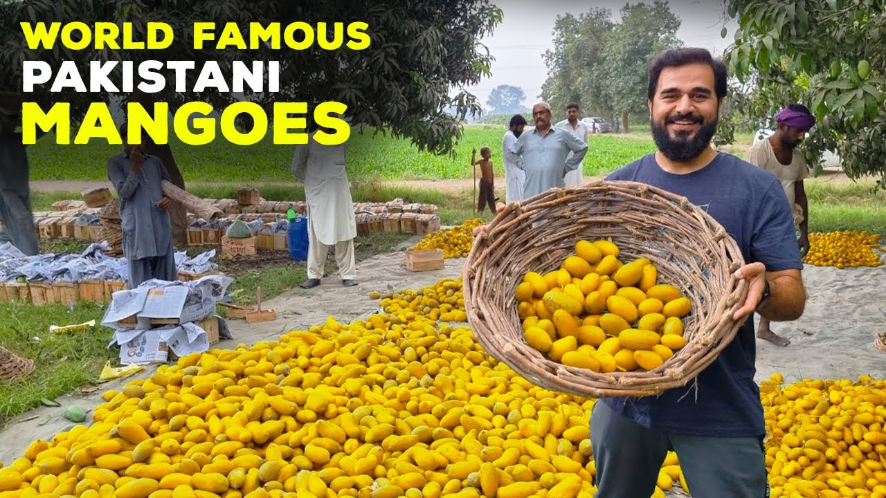 WORLD FAMOUS PAKISTANI MANGOES