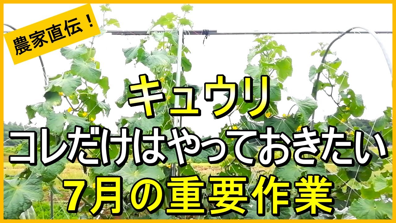 【キュウリ栽培】品質の良い実を長く収穫するための7月のお世話【有機農家直伝！無農薬で育てる家庭菜園】　25/7/3