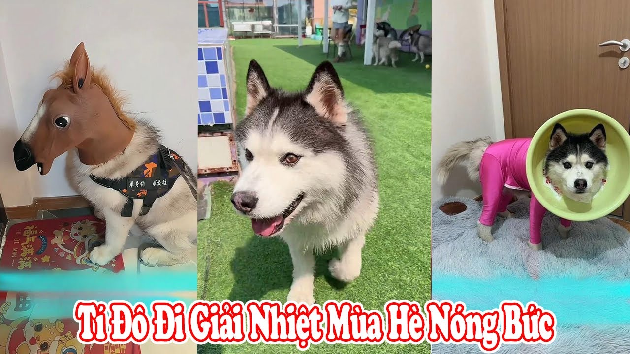 😄Tí Đô Đi Giải Nhiệt Mùa Hè Nóng Bức 🐶🌞#thúcưng #vậtnuôi #chómèohàihước #funny #meohera