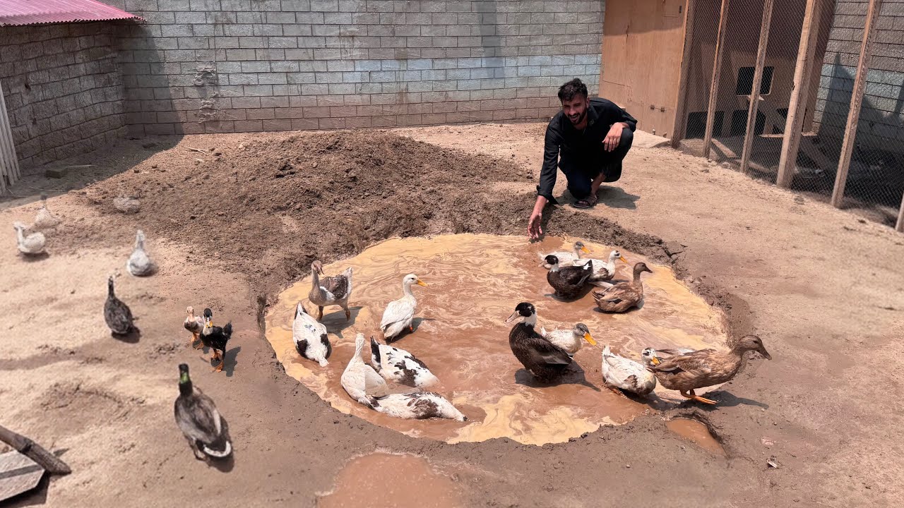 Sb Ducks K Lye Mud Pond  Bnaya Aj Zoo Main😍