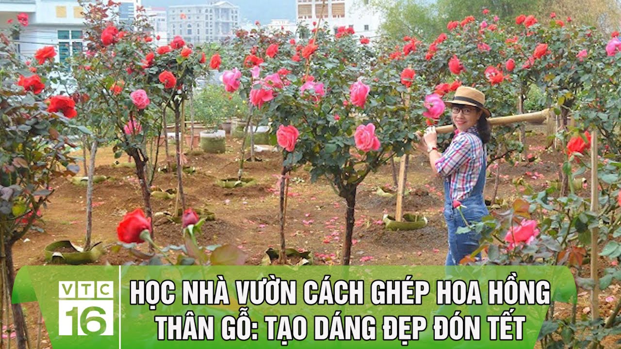 Học nhà vườn cách ghép hoa hồng thân gỗ: Tạo dáng đẹp đón Tết| VTC16