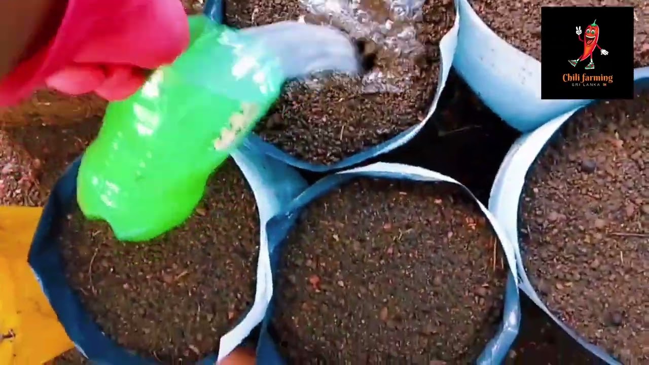 🌶️ වගා මලු 100කට දිලීරනාශක දැම්මා🌱