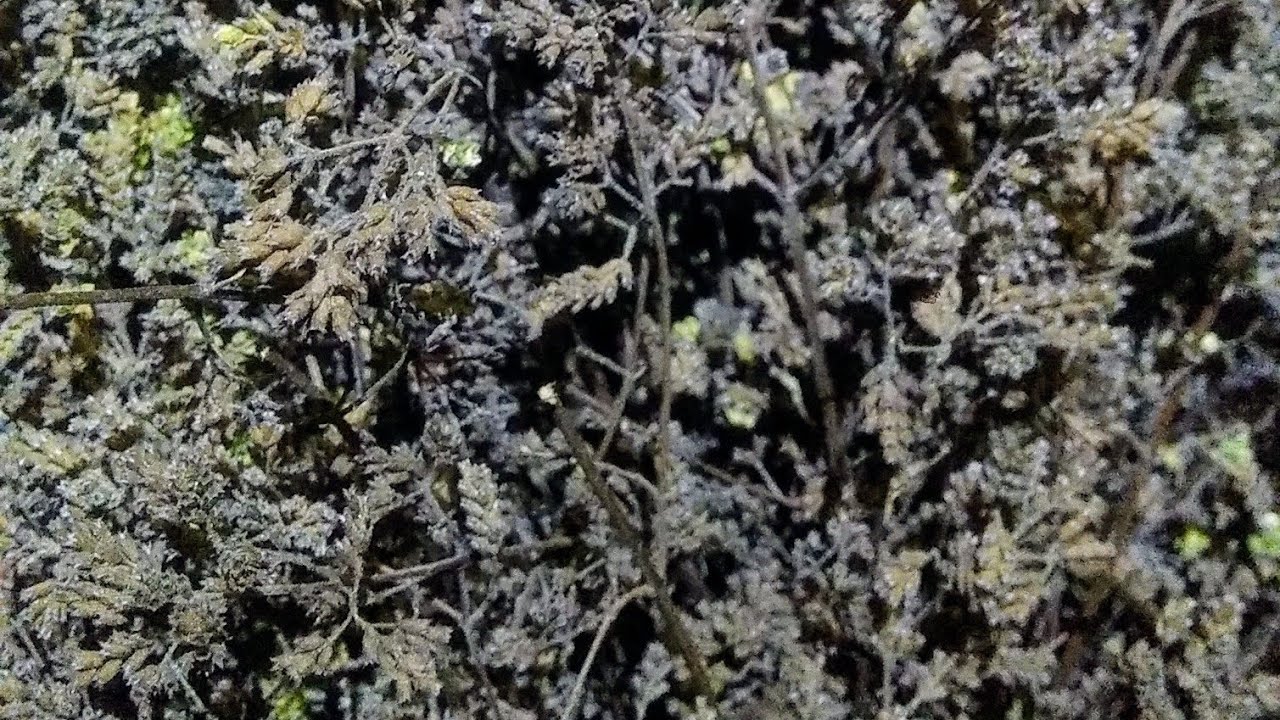 Dağ kekiği çimlendirme çoğaltma yöntemi ve faydaları