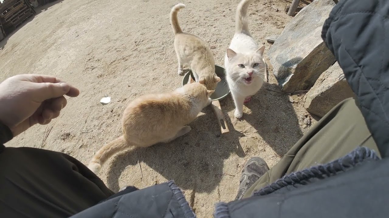 냥이들이 밥 달라고 나타났는데 마지막 참치캔 ㅠ.ㅠ