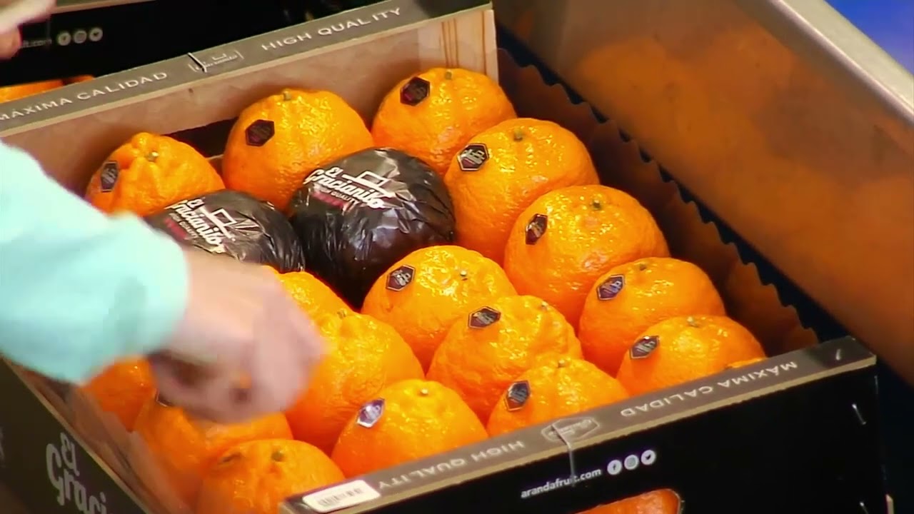 La campaña de los cítricos en Andalucía empeora debido a las importaciones de naranjas egipcias