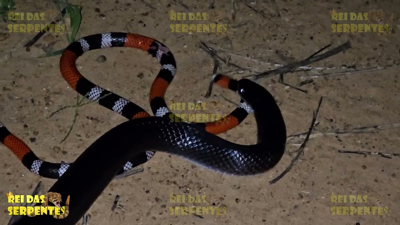 cobra preta devorando coral verdadeira em breve mat&eacute;ria completa com o rei das serpentes.
