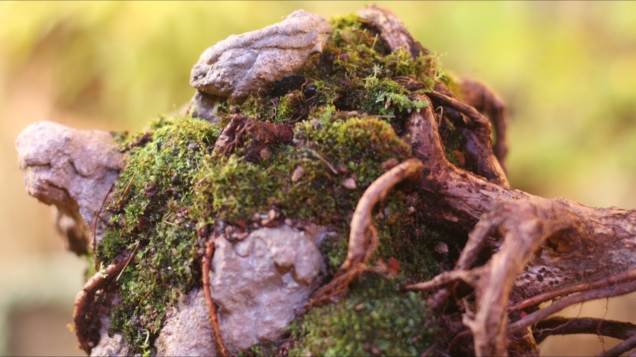 Delia (Sekijoju) Ficus adhatodifolia - vídeo 5