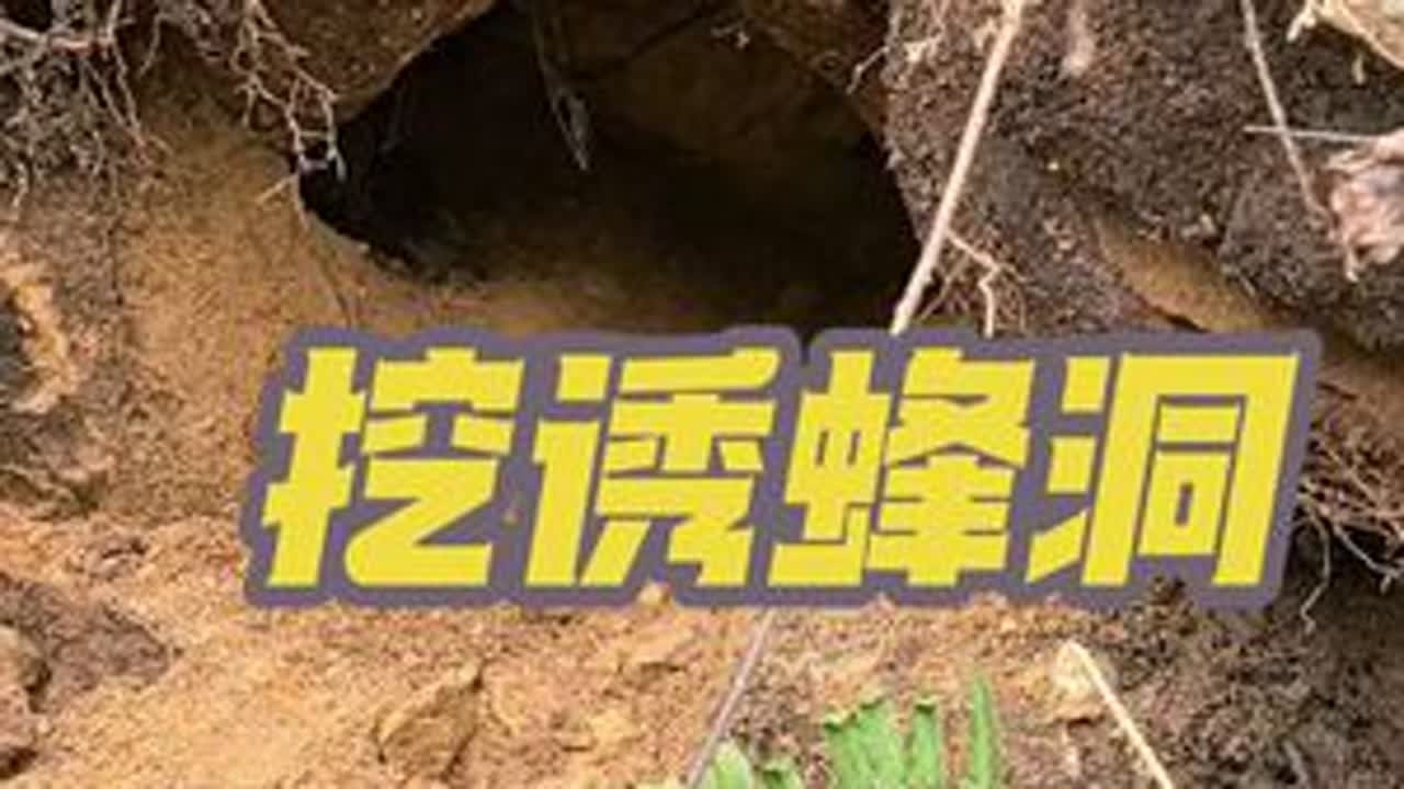 2026年挖的第一个诱蜂洞！教你不花一分钱就能吃到野生百花蜜的方法！