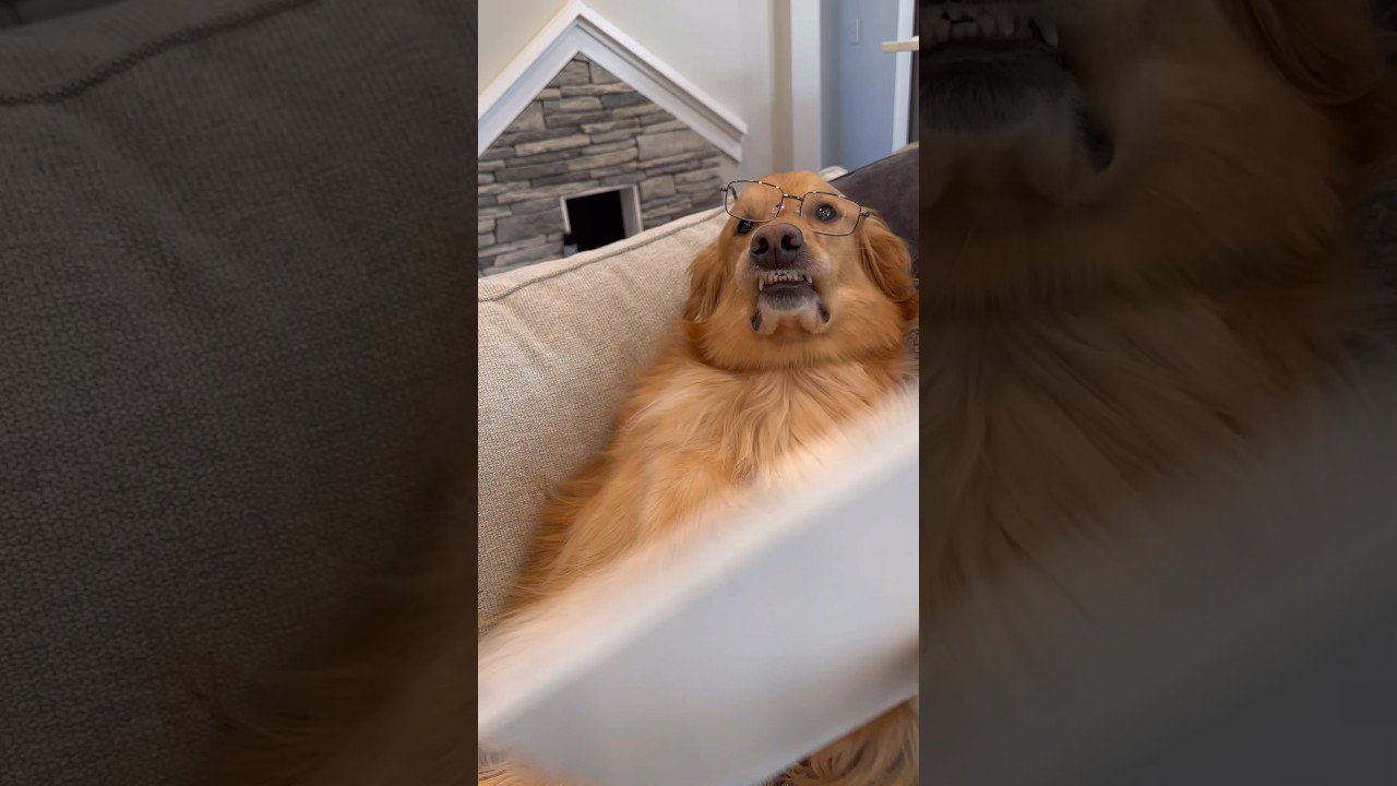 My dog did chores!