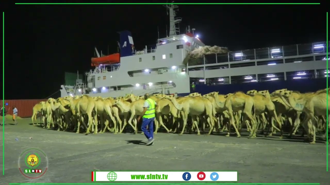 Maxjarka Xoolaha nool ee magaalada Berbera oo Xoolo badani xalay ka dhoofeen