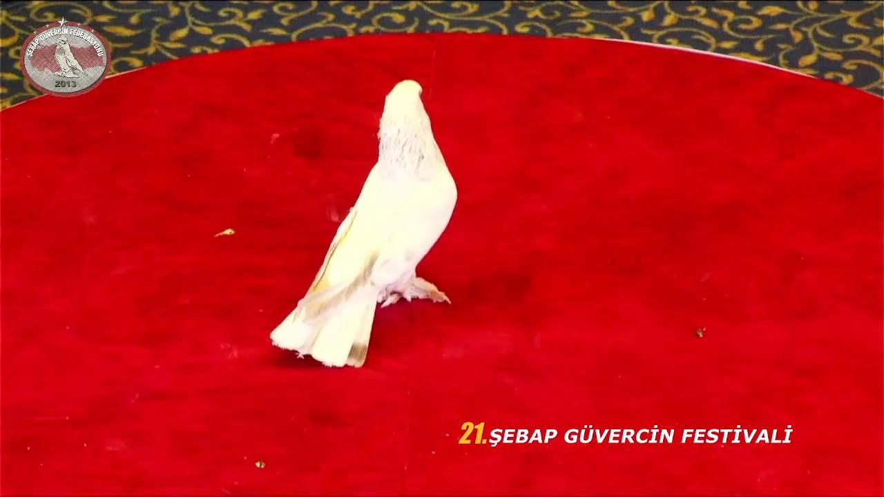 21.ŞEBAP GÜVERCİN FESTİVALİ - İLK GÜN