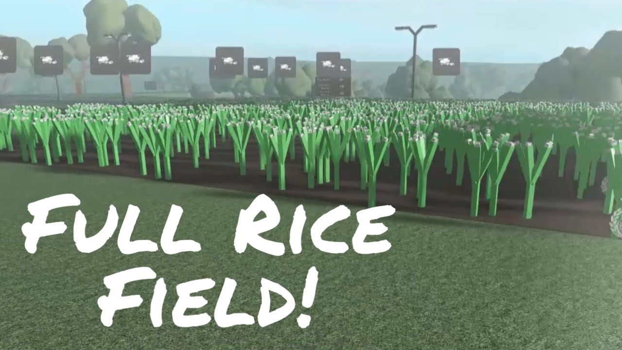 Farming Week | Day 2 | Full Rice Field!