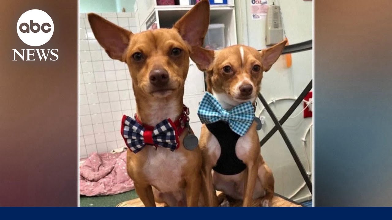 Student saves dogs by sewing bowties, raising more than $500K