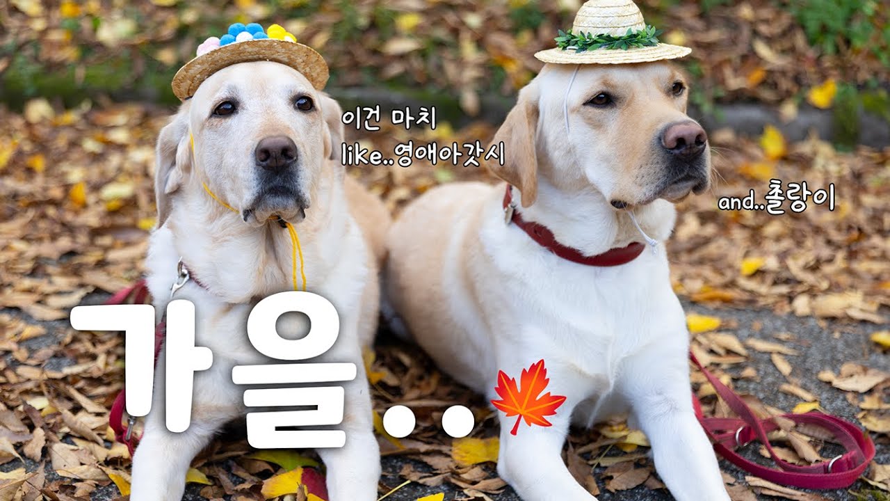 안내견학교에 스친 가을...🍂