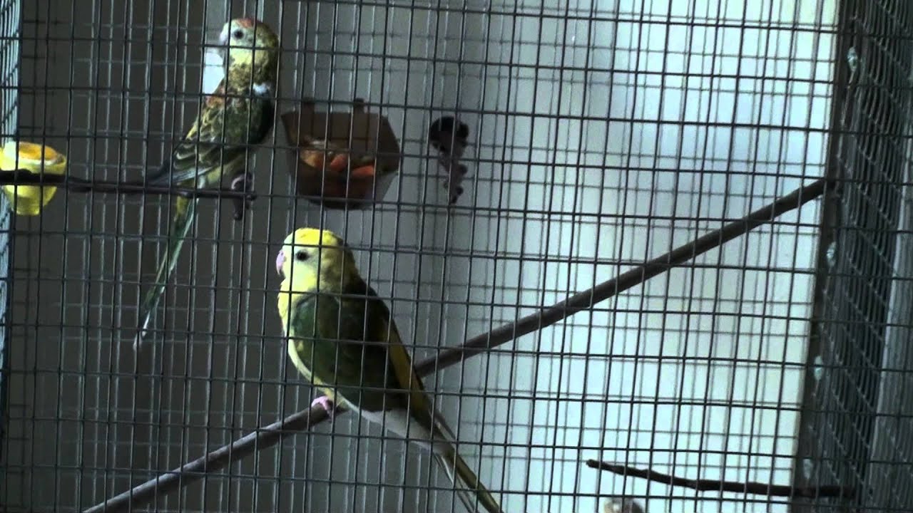 Red Rumped Parakeet - HERAKLION CRETE - KOSTANTAKIS