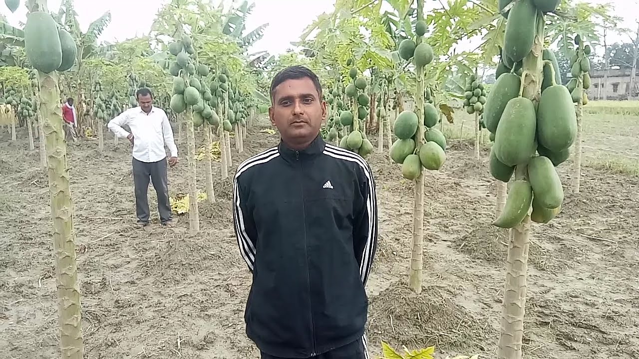 East-champaran : फौज से रिटायर्ड होकर राजेश ने शुरू की पपीता की खेती, अब हो रहा लाखों का मुनाफा