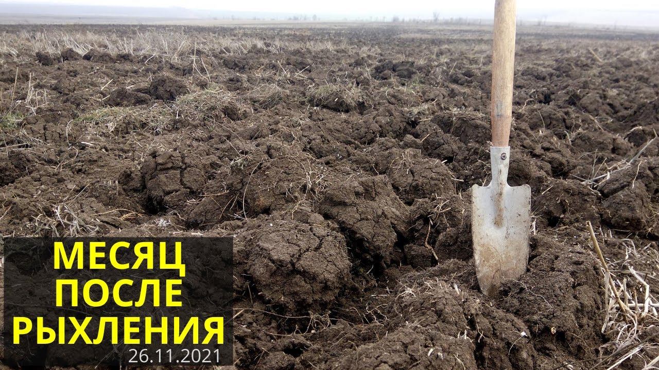 Прошел месяц после глубокого рыхления