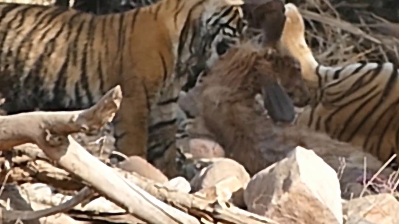 Ranthambore tiger eating sambar