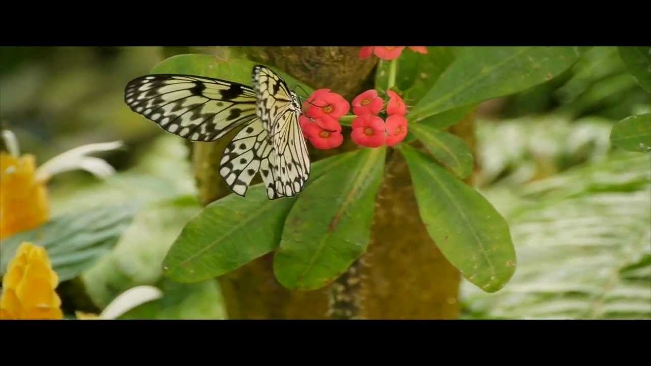 Butterfly Garden.mp4