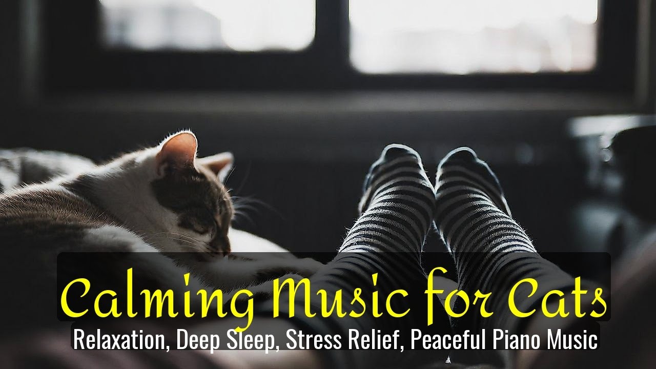 LIVE Cute Kitten Sleeping Video for Relaxation 🧡 | Season 46