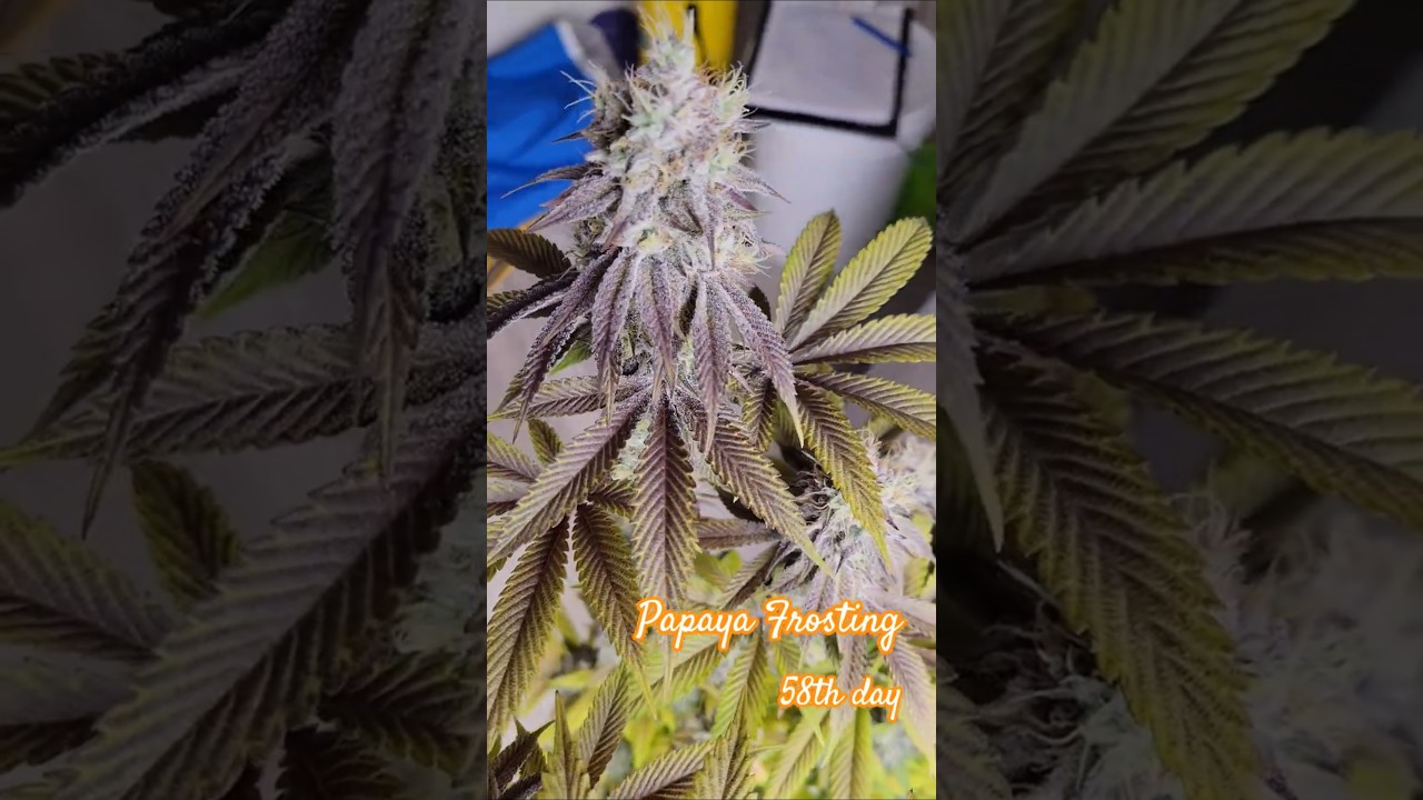 Frostige Farben & Papaya-Traum! 🌬️🥭 Papaya Frosting 🤩 Barney's Farm x Doja Collab! 🏆 #Shorts