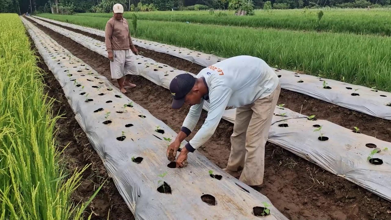 WATCH HOW THIS FARMER PLANTS HUNDREDS OF CHILI SEEDS QUICKLY WITH BARE HANDS!-agriculture farming