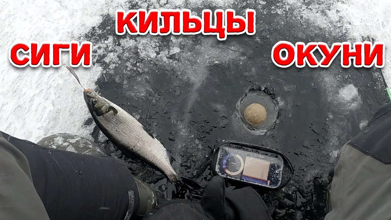 ДЕНЬ НАЧАЛСЯ С СИГА И ЗАКОНЧИЛСЯ СИГОМ! РЫБАЛКА НА ОНЕЖСКОМ ОЗЕРЕ 2022. СИГ, КИЛЕЦ, ОКУНЬ