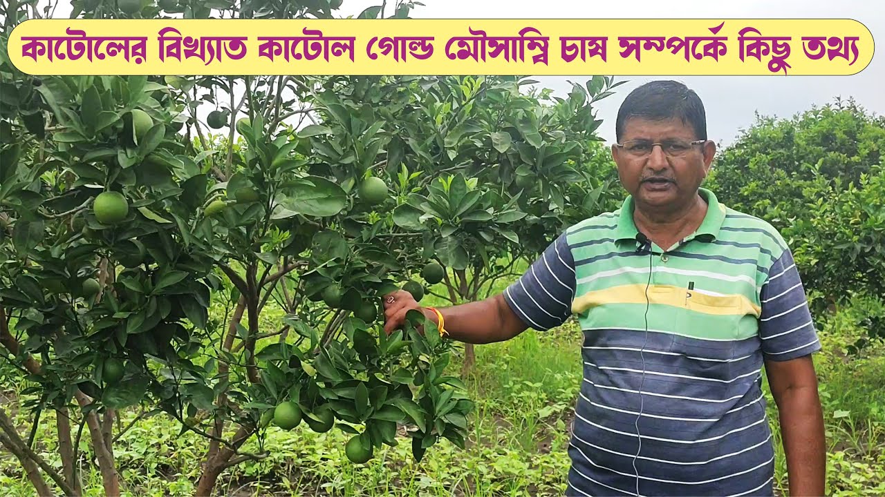 Some information of cultivation of famous katol gold mousambi of katol